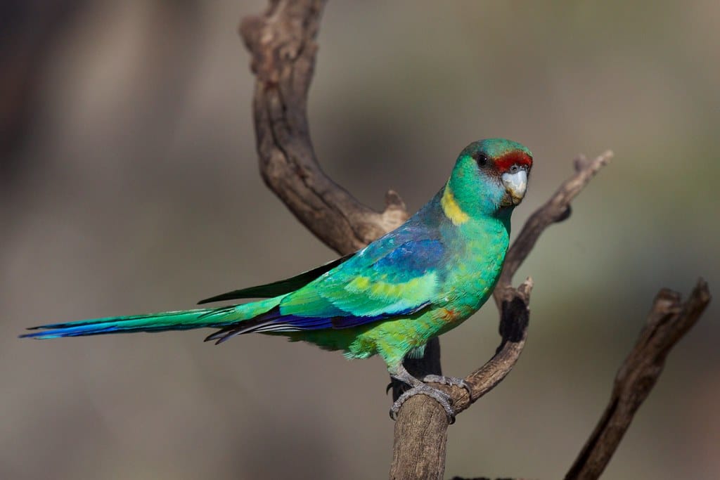 Different Types Of Australian Parrots With Pictures