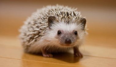 Hedgehog Care