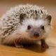 Hedgehog Care