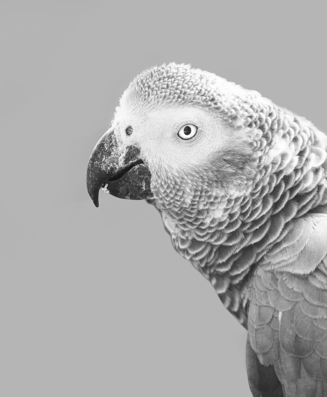grayscale photography of african grey parrot