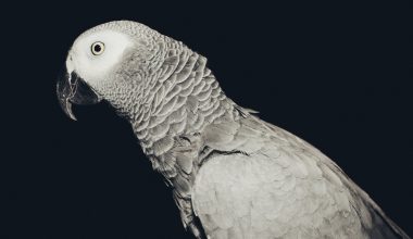 african gray parrot facing sideways