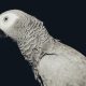 african gray parrot facing sideways