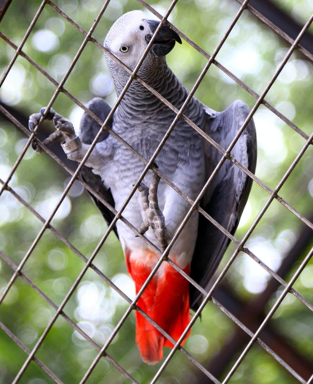 an african gray parrot clinging on a wire fence