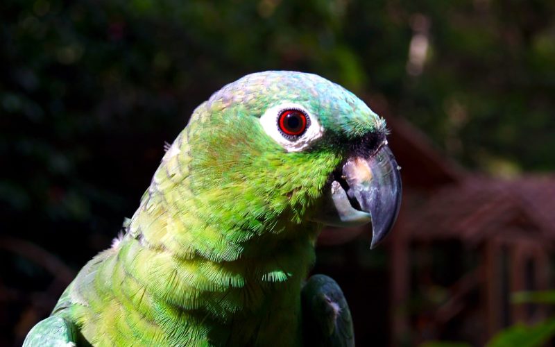 Mealy Amazon Parrot