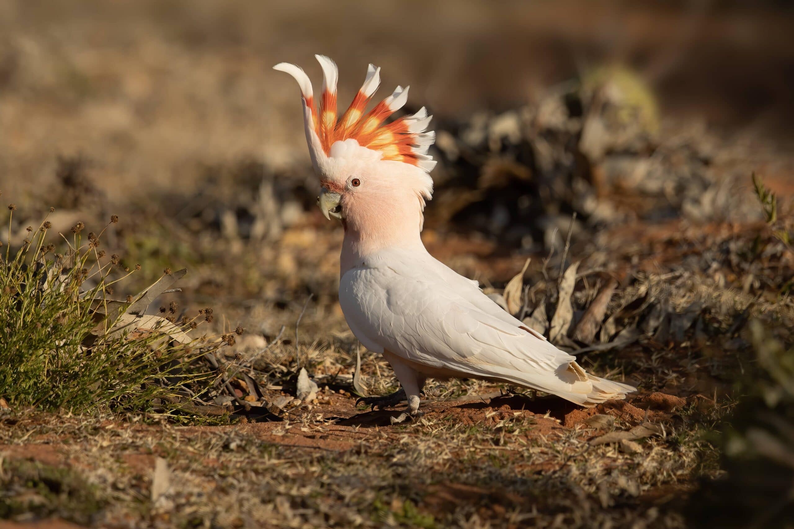 10 Types of Cockatoos That Make the Best Pets in 2022