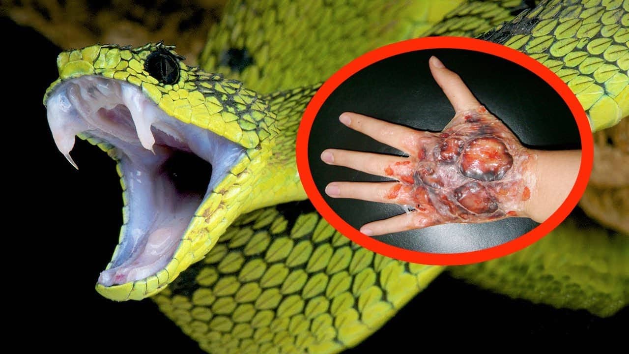 8 Most Poisonous Snakes in the World