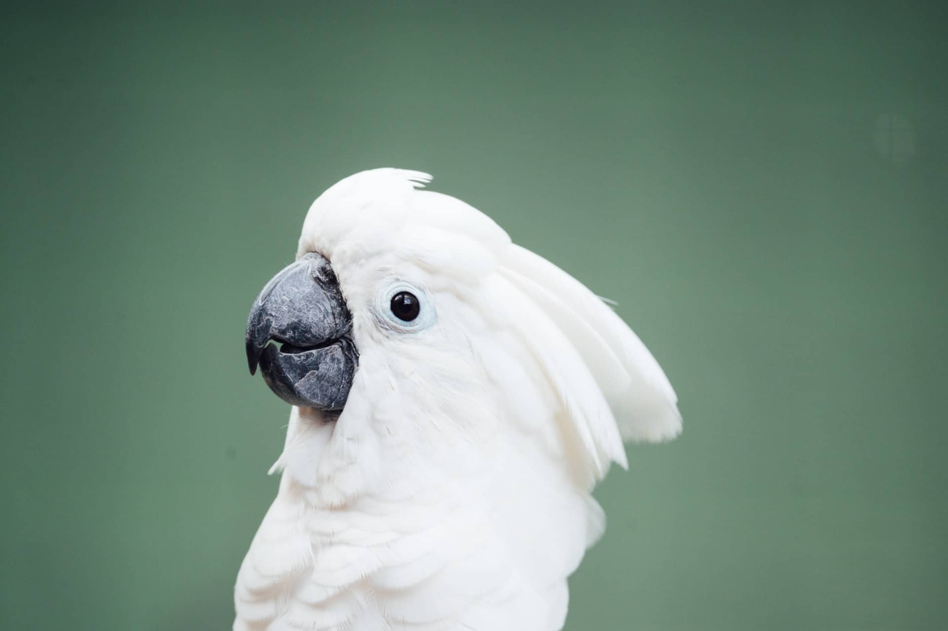 Umbrella types of Cockatoos