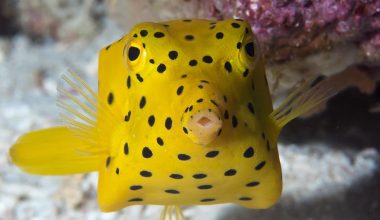 Boxfish