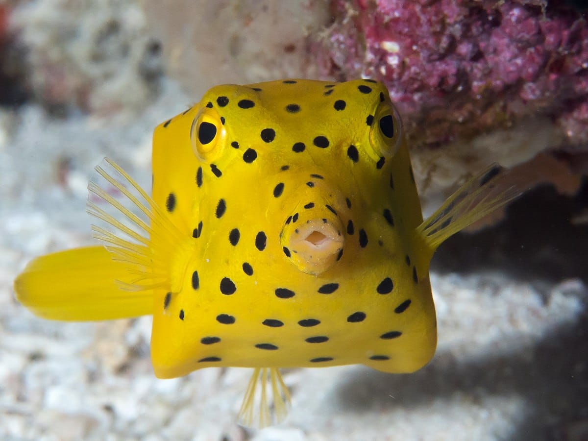 Boxfish: Profile and Information