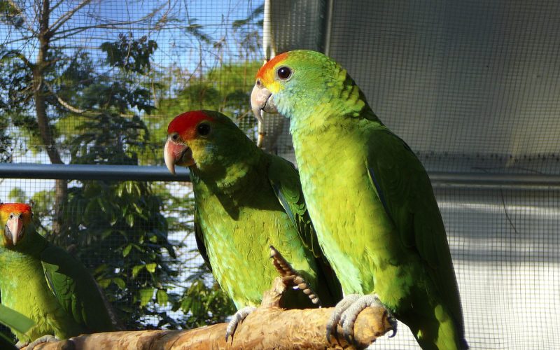 Bluefronted Amazon Parrot Bird Species Information and Profile