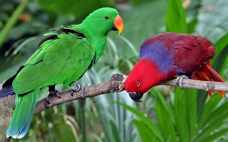 Eclectus Parrots