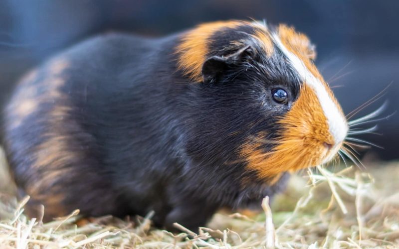Guinea Pigs Lifespan and All You Need to Know
