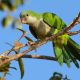 Monk Parakeet