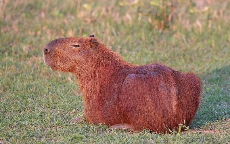 Capybaras