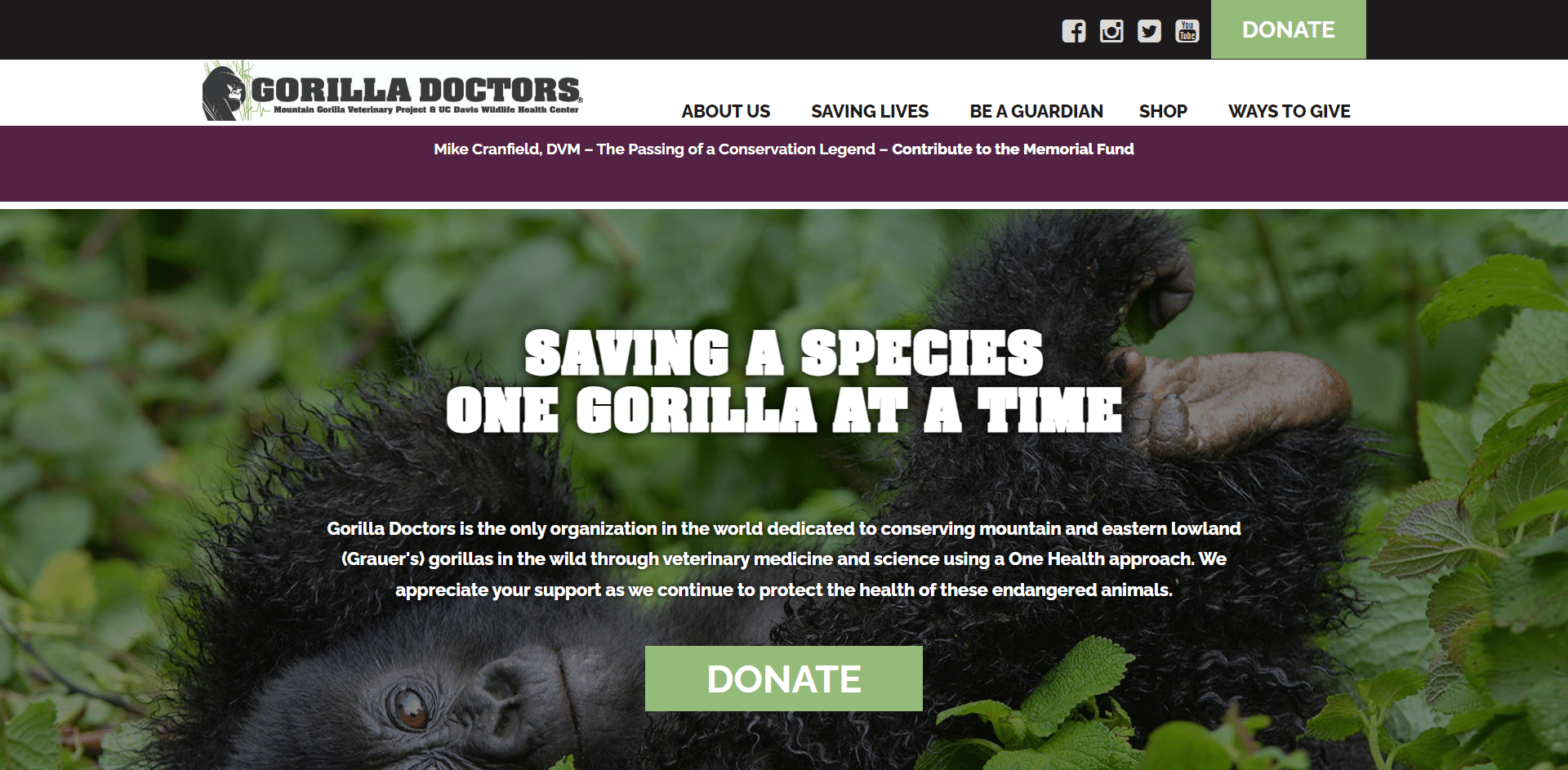 Gorilla Doctors - Wildlife Organizations