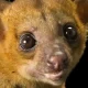 Kinkajou