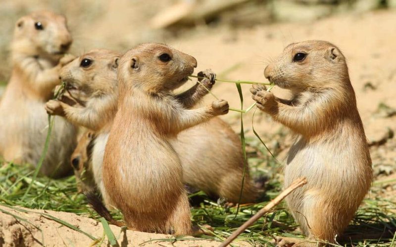 Prairie Dogs