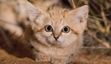 Sand Cat