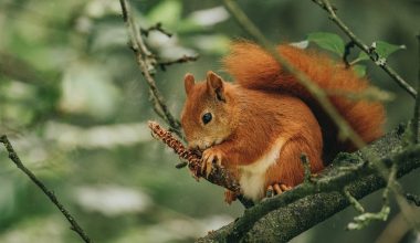 a red squirrel gnawing a conifer cone