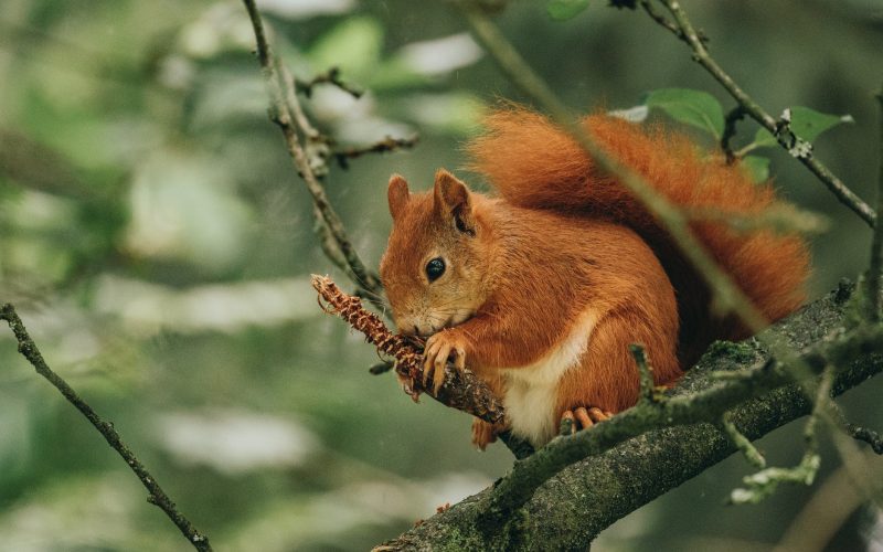 a red squirrel gnawing a conifer cone