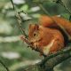 a red squirrel gnawing a conifer cone