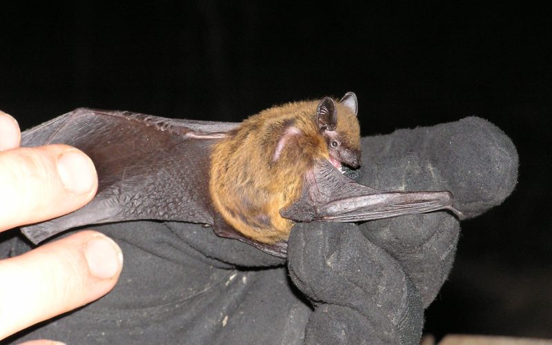 Evening Bats (Nycticeius Humeralis)