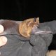 Evening Bats (Nycticeius Humeralis)