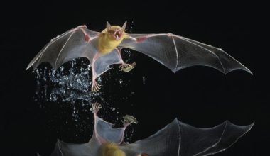 Fish-eating Bats