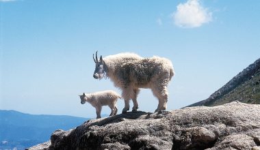 Mountain Goat