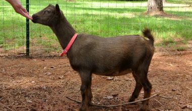 Nigerian Dwarf Goat