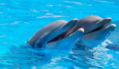 adorable dolphins on surface of water