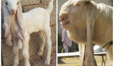 Damascus Goat