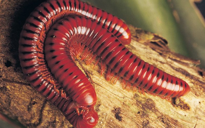 Millipedes