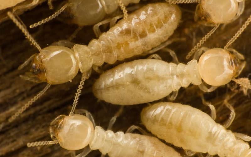 Subterranean Termites