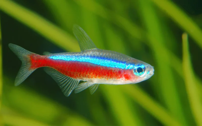 Cardinal Tetra