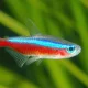 Cardinal Tetra