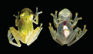 Glass Frog (Centrolenidae)