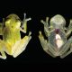 Glass Frog (Centrolenidae)