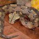 Gaboon Viper