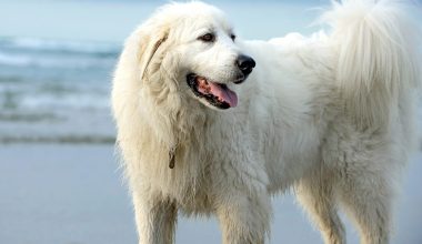 Great Pyrenees