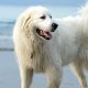 Great Pyrenees