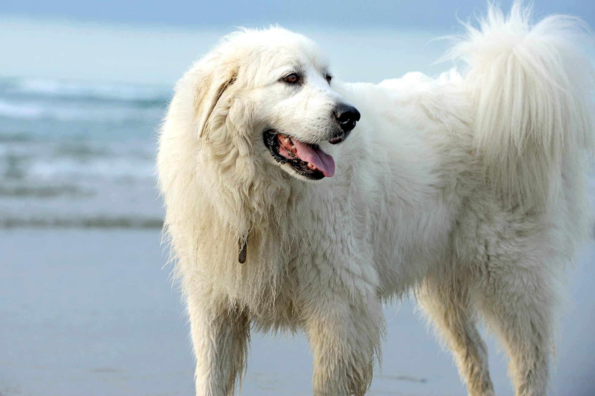 are great pyrenees noisy