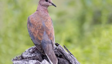 Laughing Dove