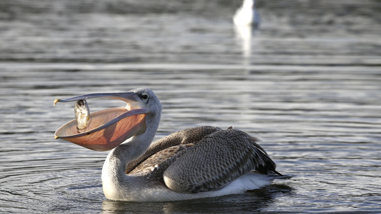 Pelican: Description, Types, Species and Habitat