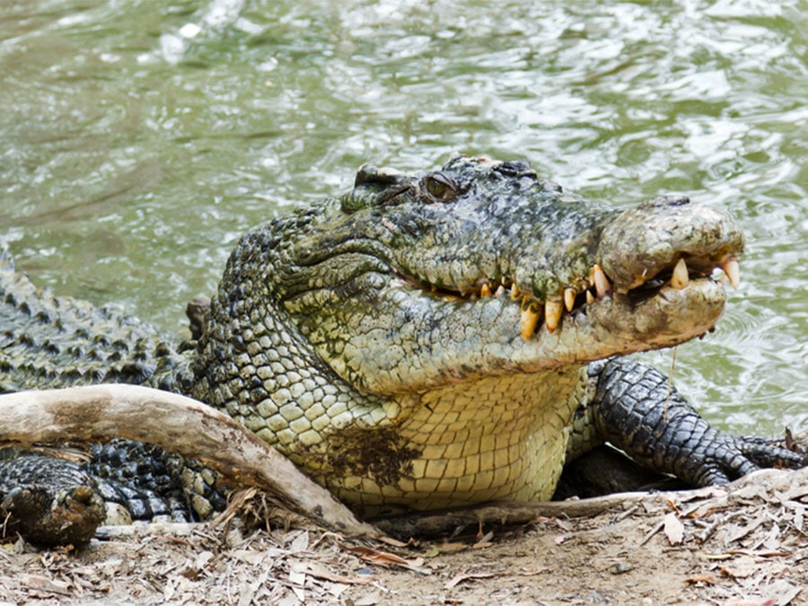 Saltwater crocodile