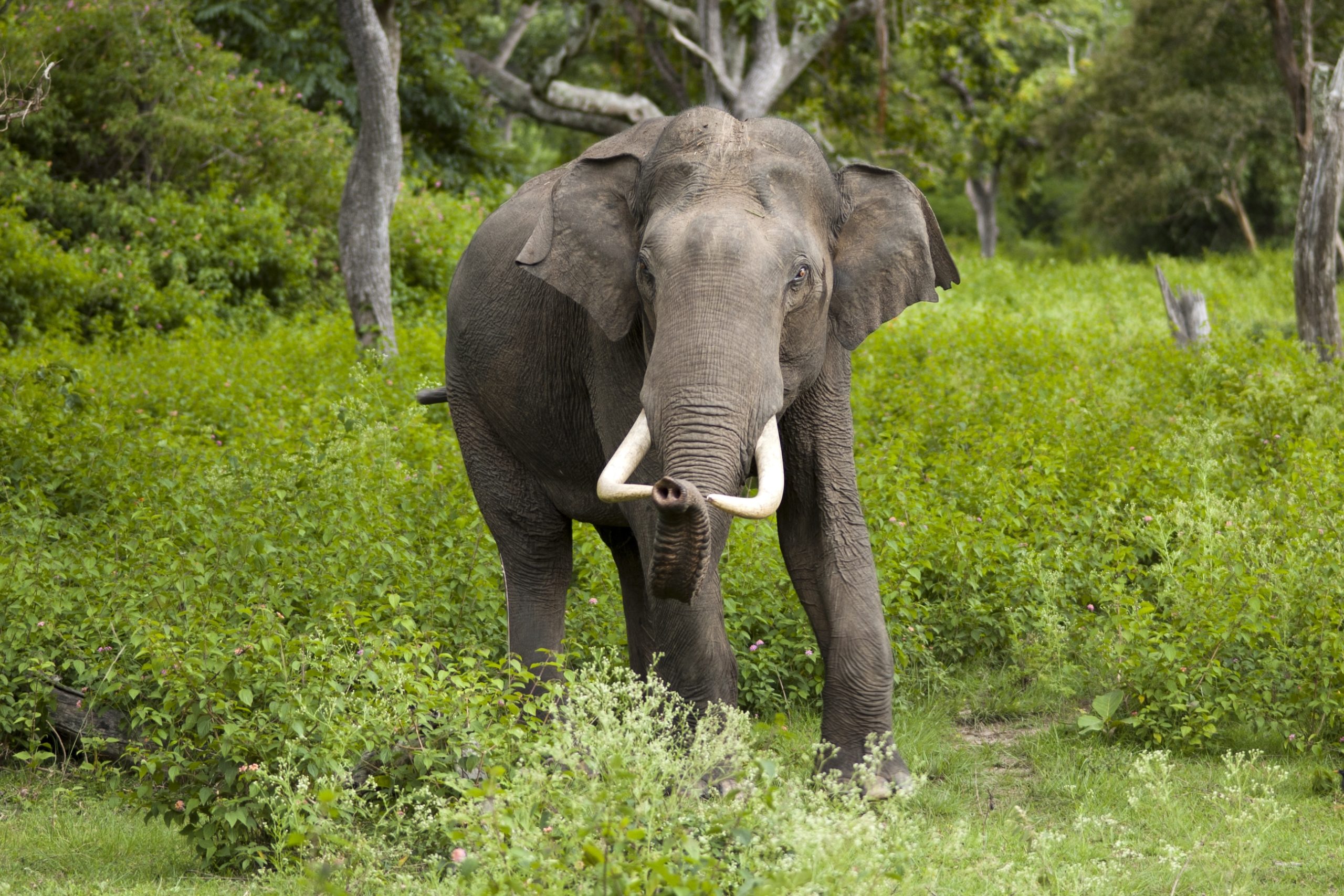 Asian Elephant Profile And Information Asian Elephant Profile And Information