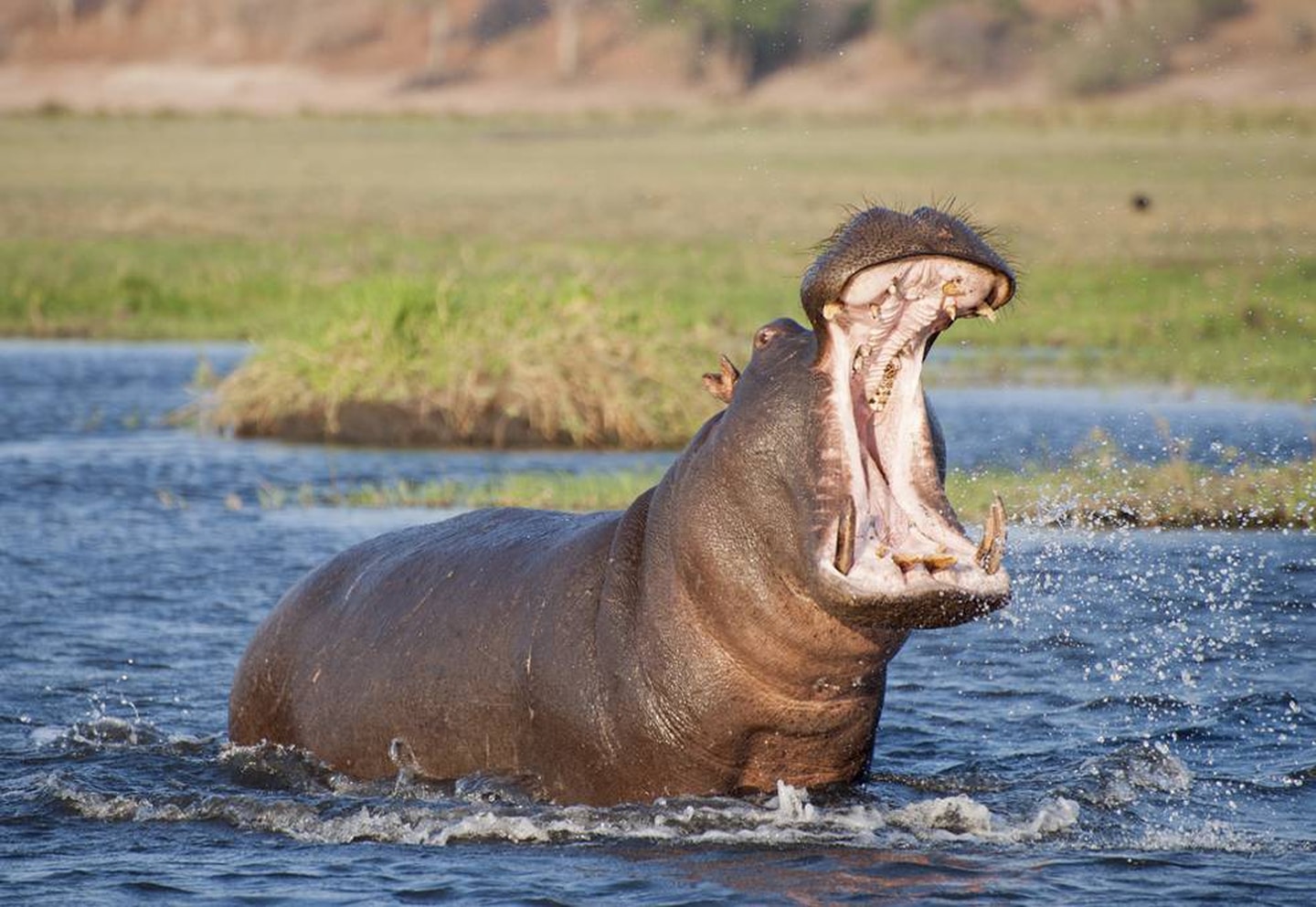 Hippopotamus Animals That Can’t Be Domesticated