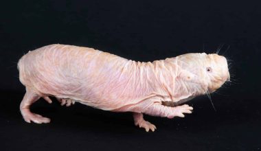 Naked Mole-rat