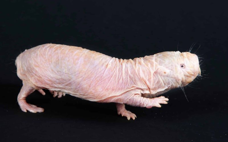 Naked Mole-rat