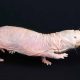 Naked Mole-rat